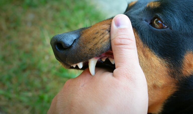 Persona con una mordedura de perro en la mano tras un incidente en Austin, Texas, ilustrando una posible reclamación por gastos médicos, dolor y sufrimiento.